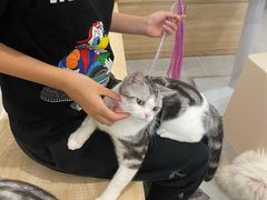-有喵·猫咖·狗咖·30几只猫10只小狗(岗厦店)
