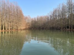 -上海海湾国家森林公园