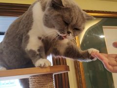 -more than meow吴止猫主题餐厅(承德 中船汇店)