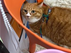 -纳吉亚猫专科动物医院博雅分院