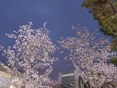 -苏州太湖假日酒店
