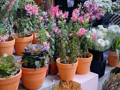 -PlantsEatery·植物食堂(REX春熙店)
