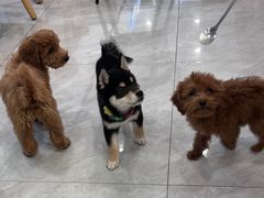 -柴犬小屋·柴餐厅·狗咖食堂(金鼎广场店)