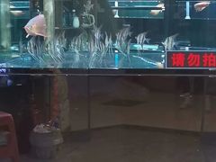 -中环花鸟鱼虫市场