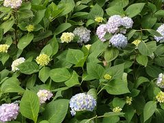 -合肥滨湖国家森林公园