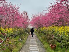 -南汇桃花村
