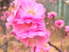 -北京鹫峰国家森林公园