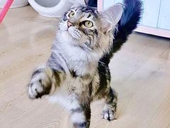 -十年猫舍·猫咪专门店(普陀店)