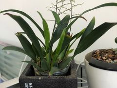 -幸福加蜜鲜花生活馆(清华瑞鑫店)