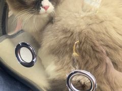 -伟伟宠物医院·瑞派猫友好医院·猫科(光谷店)