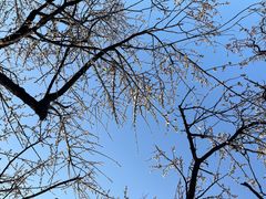 -香雪海