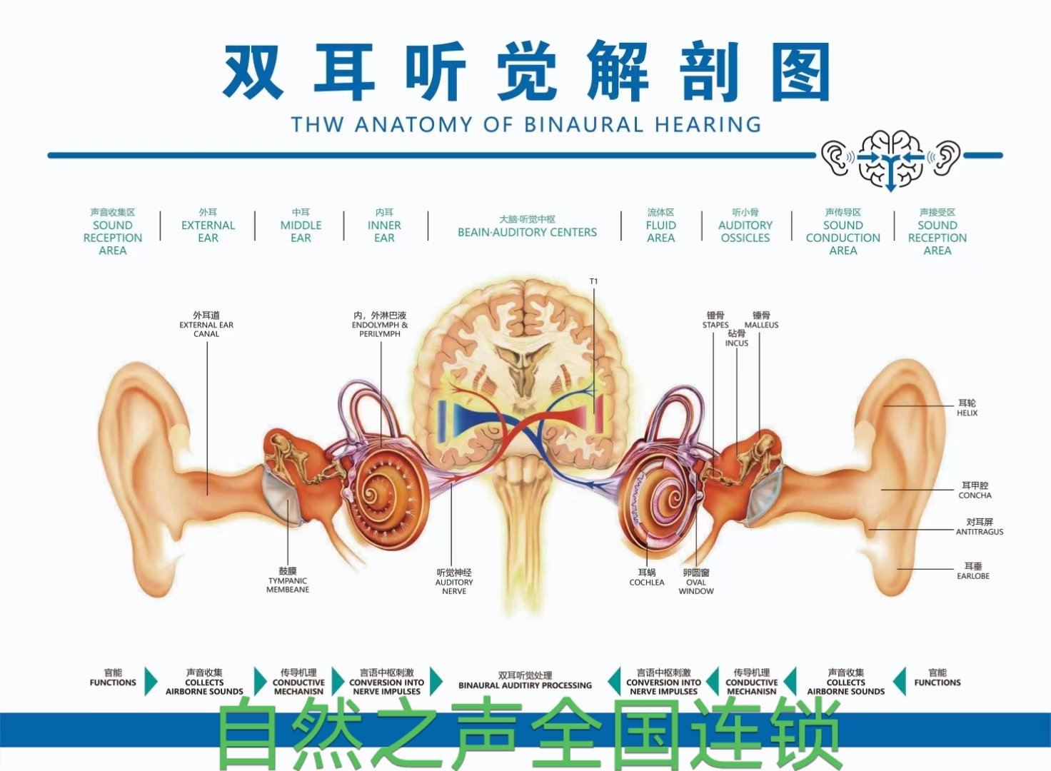 耳朵的结构与功能图解图片