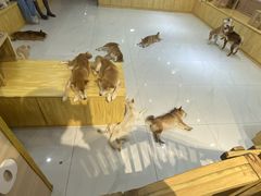 -柴源莊·柴小宠柴犬咖啡