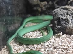 -海南热带野生动植物园