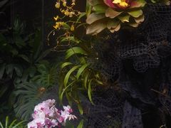 -广州兰圃