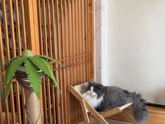 -Catmate·猫肥家润(金润铂宫店)