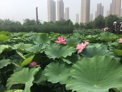-前关湿地公园