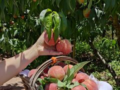 -桃源山庄·摘樱桃·柴火鸡·烧烤团建(龙泉山店)