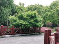 -上海滨江森林公园