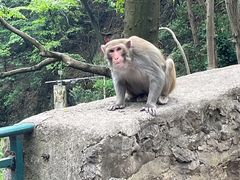 -黔灵山公园