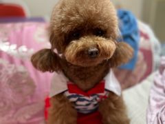 -宠福鑫康馨动物医院·骨科·眼科