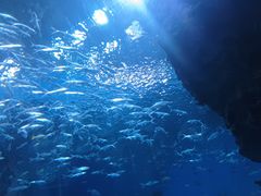 -海合安成都极地海洋公园