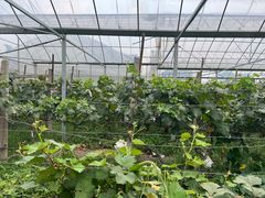 -马陆小张葡萄园农家乐