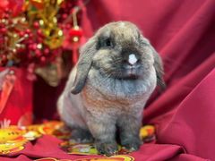 -喵宠乐园·撸猫互动·猫舍