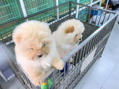 -中环花鸟鱼虫市场