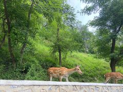 -大连森林动物园