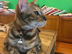 -李小姐の猫咖啡馆(五角场店)