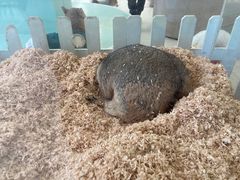 -怪兽屋·羊驼·猫咖·狗咖(俊华广场店)