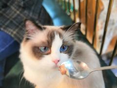 -喵喵咪呀布偶猫咖(春熙路店)
