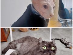 -团子家猫咪猫咖馆·柯基·柯尔鸭