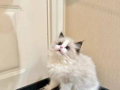 -猫十亿·布偶金渐层·曼基康矮脚猫舍(青年路店)