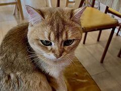 -Let's go狗咖·猫咖·奶狗·桌游(春熙路IFS店)