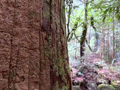 -天目山大树王景区