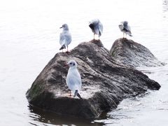 -深圳湾公园(南山区)
