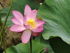 -洛阳市隋唐城遗址植物园
