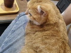 -Heymao猫咖.咖啡厅(东门店)