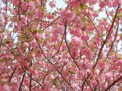 -高东镇樱花园