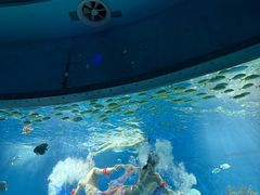 -海合安武汉极地海洋公园