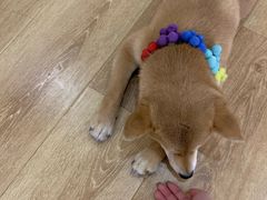 -柴犬小屋·柴餐厅·狗咖食堂(金鼎广场店)