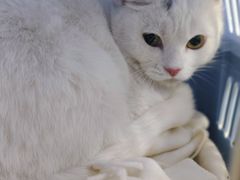 -可蒙动物医院·猫科·骨科中心(首义路店)