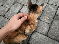 -宠物之家Pets Home 宠物寄养酒店