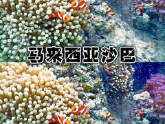-东姑阿都拉曼海洋公园