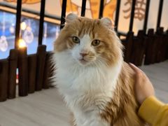-豆逗聊愈猫阁Easy Life