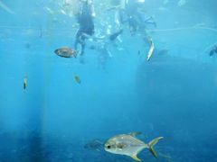 -瑞德姆美人鱼海底演艺主题餐厅(亚龙湾店)