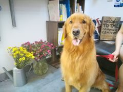 -严国平动物医院(德政总院)