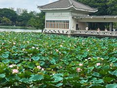 -荔湾湖公园